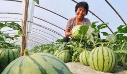 台州网红吃瓜事件,揭秘网络舆论的风暴与真相