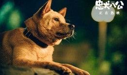 忠犬八公 在线观看,感人至深的忠诚传奇，在线观看见证永恒的友谊